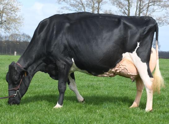 Bulona bereikte de 100.000 kg melk met een gemiddelde dagproductie van 38,2 kg melk