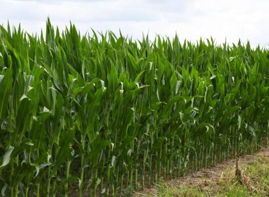 Met de toenemende interesse voor biostimulanten ligt volgens onderzoeker Jon de Long commerciële wildgroei op de loer