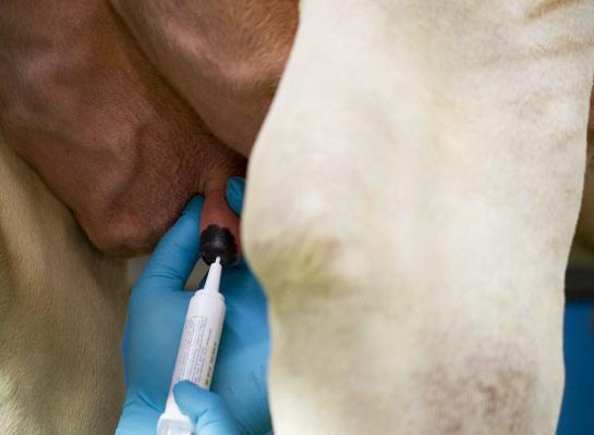 Een gemiddeld melkveebedrijf gebruikte in 2021 2,3 dierdagdoseringen