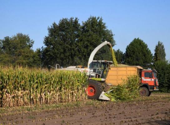Volgens voorlopige cijfers zaaiden Vlaamse landbouwers ruim 125.000 hectare in met snijmais, een daling van bijna 4,5 procent