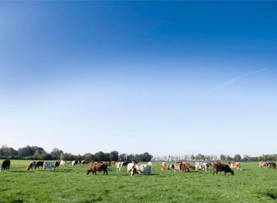 De sectorpartijen omschrijven de stikstofplannen als onnodig, ongewenst en desastreus voor platteland en natuur