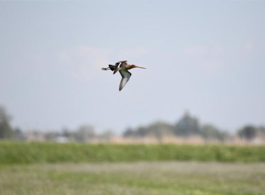 Grasland met meer kruiden trok in 2021 de meeste verschillende vogelsoorten aan