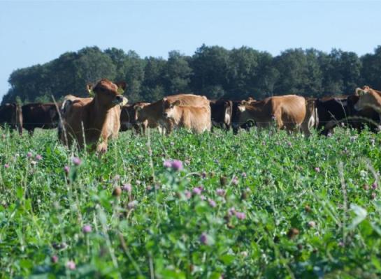 Een van de tips in het stappenplan is om koeien de weide evenredig af te laten grazen door ze langer te laten weiden