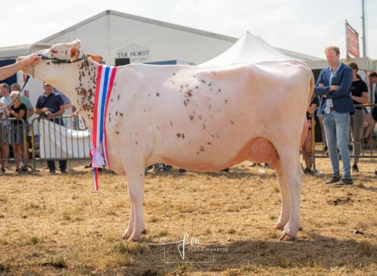 Atticodochter J&G Redspot 157 won in Wierden het algemeen kampioenschap (foto: Fleur Maartje Bakker)