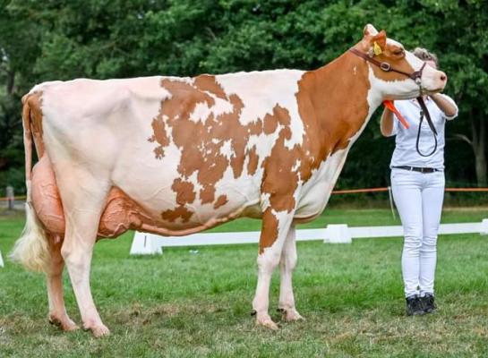 Algemeen kampioene Heerenbrink Truus 4 (v. Big Apple) pakte in 2018 het algemeen kampioenschap op de HHH-show (foto: Henk Lomulder)