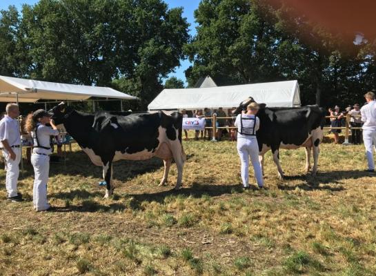 Van links naar rechts: Giessen Charity 138 (v. Atwood) en Giessen Charity 183 (v. Beatstick) pakten de seniortitels in Drenthe