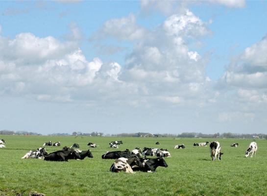 In 2021 had 41 procent van de melkveebedrijven een veebezetting van minder dan 2 GVE per hectare