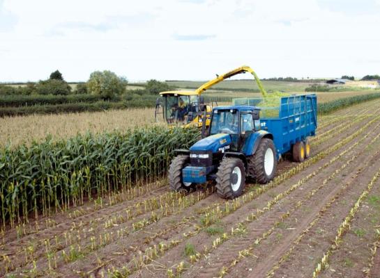 Bij de maisrassenkeuze rekening houden met verschillen in stikstofopname kan verlies verminderen met 30 kg per hectare