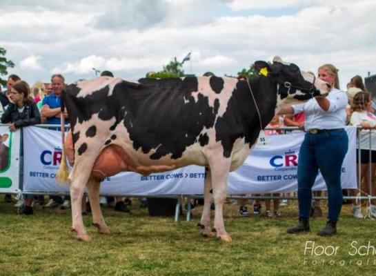 De Wijde Blik (v. Bag0lino) wint in Ommen