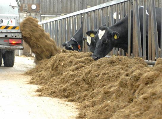 Het ruweiwitgehalte in de Nederlandse melkveerantsoenen daalde naar gemiddeld 162 gram per kg droge stof