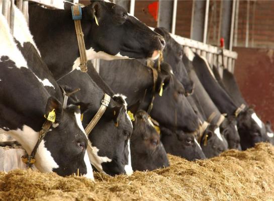Ook bij een grotere marge tussen melk- en krachtvoerprijs zijn diergezondheid en ruwvoerbenutting belangrijker dan een hoge productie
