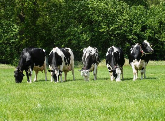 De fokwaarde voor kilo’s melk van honderdtonners ligt gemiddeld 690 kg hoger dan de fokwaarde van hun jaargenoten