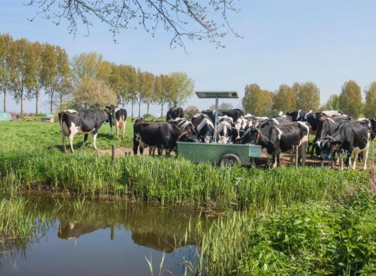 Als koeien water drinken met te veel zout, kan dat risico’s opleveren voor hun gezondheid