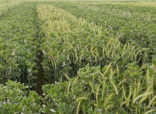 De totaalopbrengsten verschilden tussen de mengsels niet significant. De veldopbrengst liep uiteen van 7,1 tot 5,4 ton per hectare (foto: Inagro)