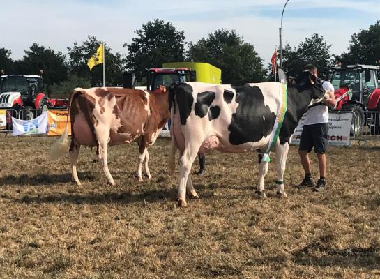 De beide raskampioenen in Eeklo: Vyva en Marinka