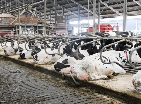 Drie melkveebedrijven met twee verschillende types emissiearme stallen krijgen geen natuurvergunning toegewezen, zo besluit de Raad van State