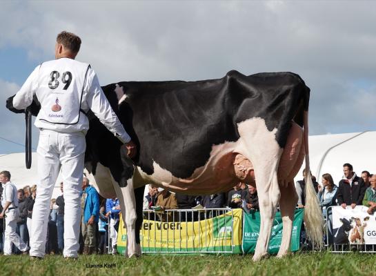 Bons-Holstein Koba 245 (v. Doorman) wint in Hoornaar (foto Lianna Kolff)