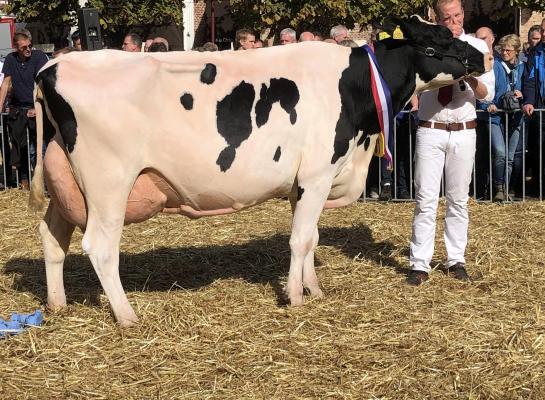 Buisweerd Ramina 2 (v. Leko) wint het algemeen kampioenschap in Workum (foto Auke Landman) 