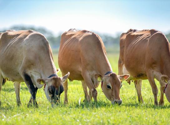 Al meer dan 50 jaar werkt de familie met jerseykoeien. De jaarproductie per koe ligt op 6863 kg melk met 6,18% vet en 4,13% eiwit. De levensproductie bij afvoer lag mede dankzij de hoge leeftijd van 7 jaar de afgelopen jaren rond de 34.000 kg melk.