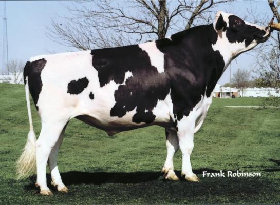 In Frankrijk heeft ongeveer 0,3 procent van de holsteins BLIRD; de stier O Man is aangemerkt als drager