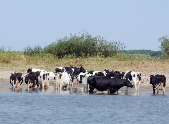 Vorig jaar haalde Gelderland al 2000 hectare stikstofgevoelige natuur in Rijntakken van de kaart