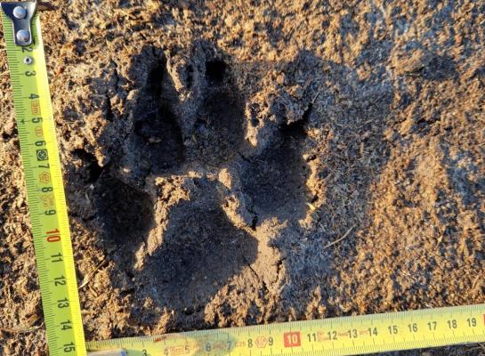 Een pootafdruk van een wolf, gefotografeerd door een van de veehouders van dierenartspraktijk Het Drentse Hart