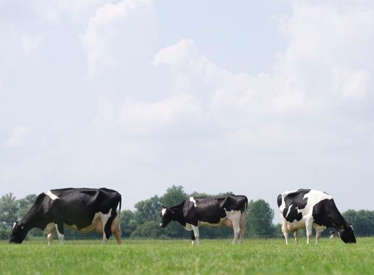 Meer bedrijven zetten melk af onder het Beter Leven-keurmerk