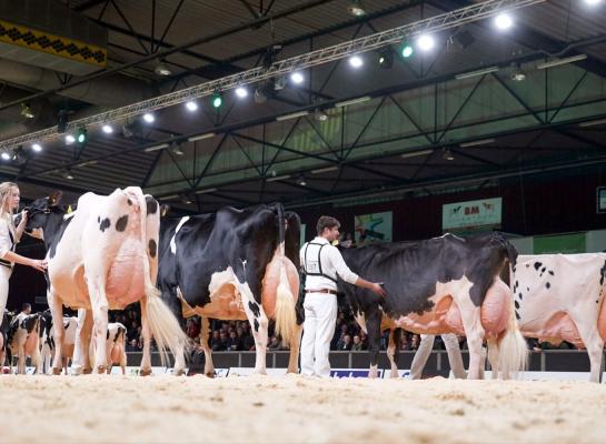 Voor de individuele keuring zijn ongeveer 280 dieren opgegeven (foto: Lianna Kolff)