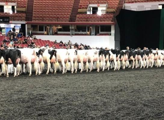 Grote rubrieken in de zwartbontring in Madison (foto René de Wit)