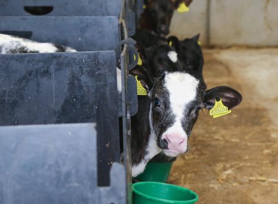 De helft van de in 2021 geboren kalveren uit Britse melkkoeien was afkomstig uit gebruikskruising