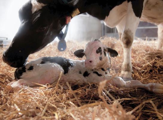 De enige manier om paratuberculose te bestrijden is voorkomen dat jonge dieren besmet worden