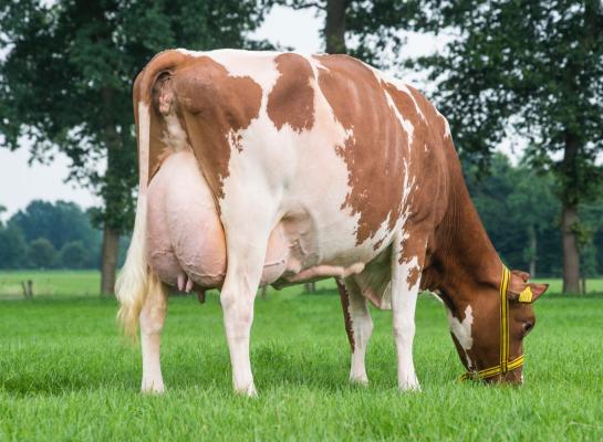 Plattery Princesse is de eerste roodbonte met 94 punten én 10.000 kg vet en eiwit