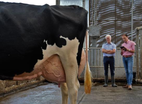 In totaal kregen 300 Nederlandse en 34 Vlaamse koeien in het boekjaar 2021-‘22 de excellentscore