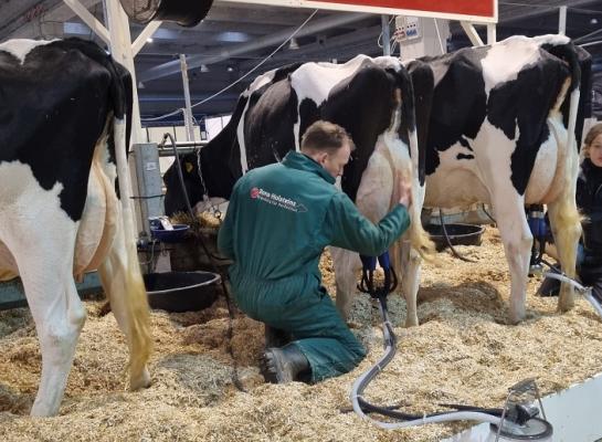 Het melken van de koeien op de stand in Cremona