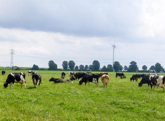 In het convenant ‘dierwaardige veehouderij’ zullen onder andere afspraken worden gemaakt over de overgang naar diergerichte houderijsystemen.