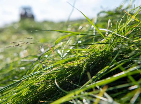 Ontsloten gras bevat meer bestendige voedingsstoffen dan vers gras