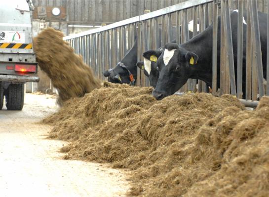 Als de gemiddelde VEM-waarde van ruwvoer met 60 VEM stijgt kunnen koeien 4,5 liter melk per dag meer produceren 