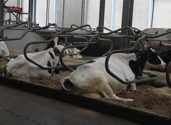 Het nieuwe certificatieschema voor PlanetProof stelt duidelijk eisen aan het ligcomfort voor koeien