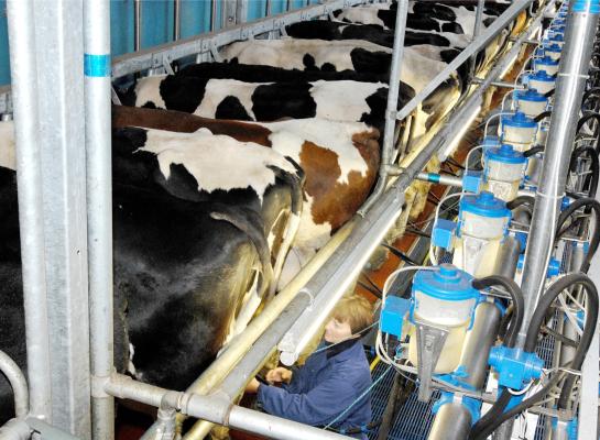 Een hogere melkproductie per koe heeft meestal een gunstig effect op de voerefficiëntie en benutting van stikstof 