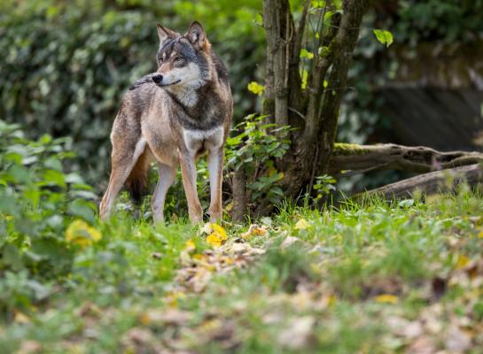 West-Europese wolf in cijfers