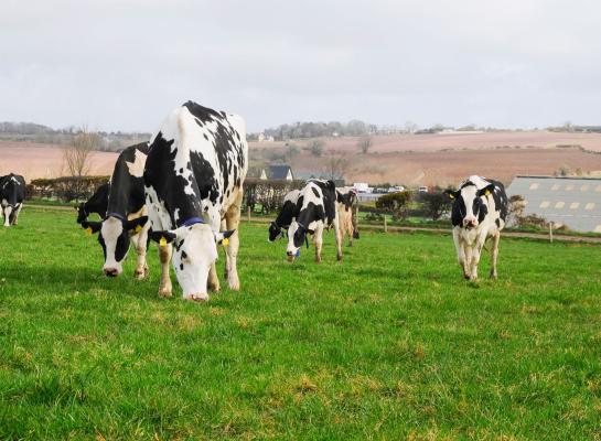 De Ierse zuivelonderneming Glanbia betaalde in december de hoogste melkprijs uit 