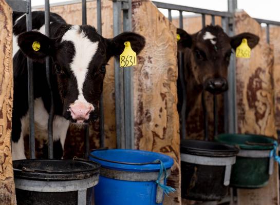 Holsteins waren met 87 procent afgelopen jaar het best vertegenwoordigd bij de DNA-analyses
