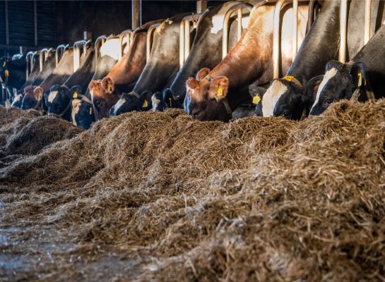 Met pensbestendig vet in het rantsoen ging de methaanemissie uit pensfermentatie omlaag op De Marke