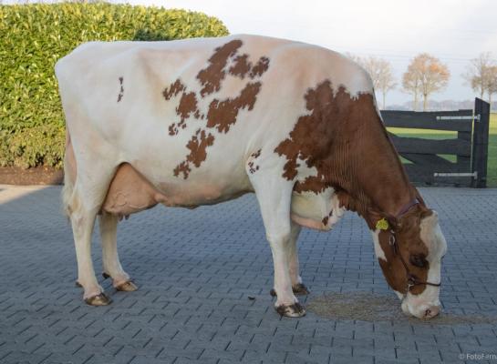 De met 91 punten ingeschreven Toosje is negen jaar oud en produceerde al ruim 80.000 kg melk met gemiddeld 4.14% eiwit