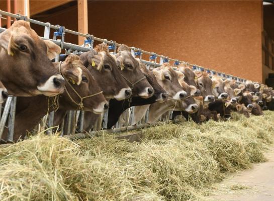 Vooral in Zuid-Duitsland hebben melkveebedrijven een kleinere omvang