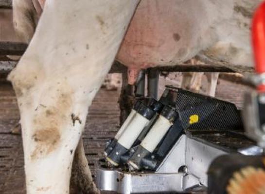 A2A2-melk wordt in Vlaanderen nog maar zelden apart verwerkt