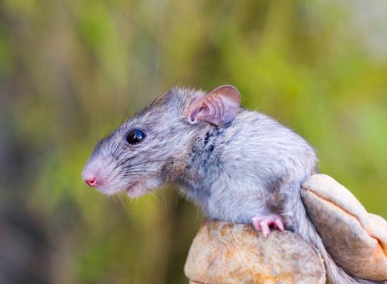 Een geschikte rat kan na intensieve training met een nauwkeurigheid van 92 procent de paratuberculosebacterie identificeren