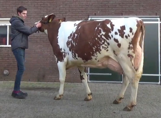 JU Lonia 254 (v. Lord P) schreef de videokeuring Voorst-Terwolde op haar naam