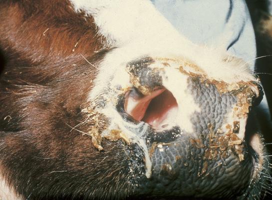 Op de getroffen bedrijven en buurtbedrijven zijn de dieren direct gevaccineerd tegen ibr