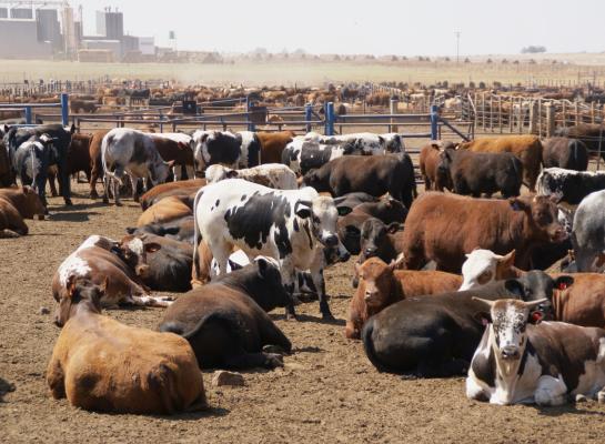  In de Verenigde Staten daalt de productie van rundvlees